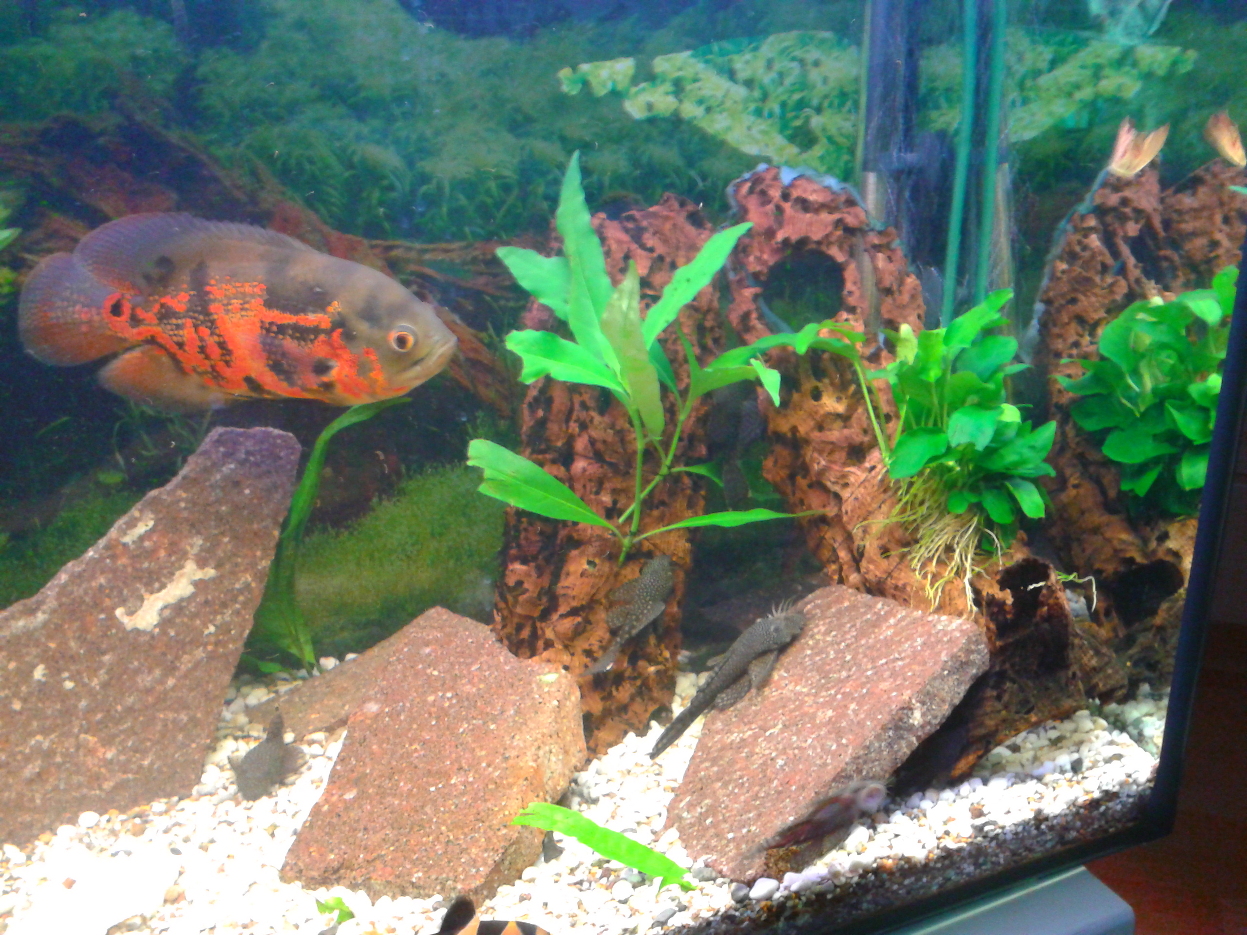 2011-07-09 17.17.26.jpg