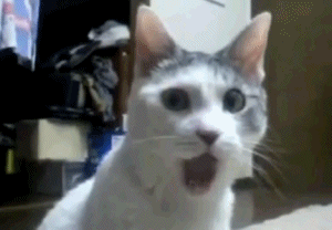 scared-cat.gif