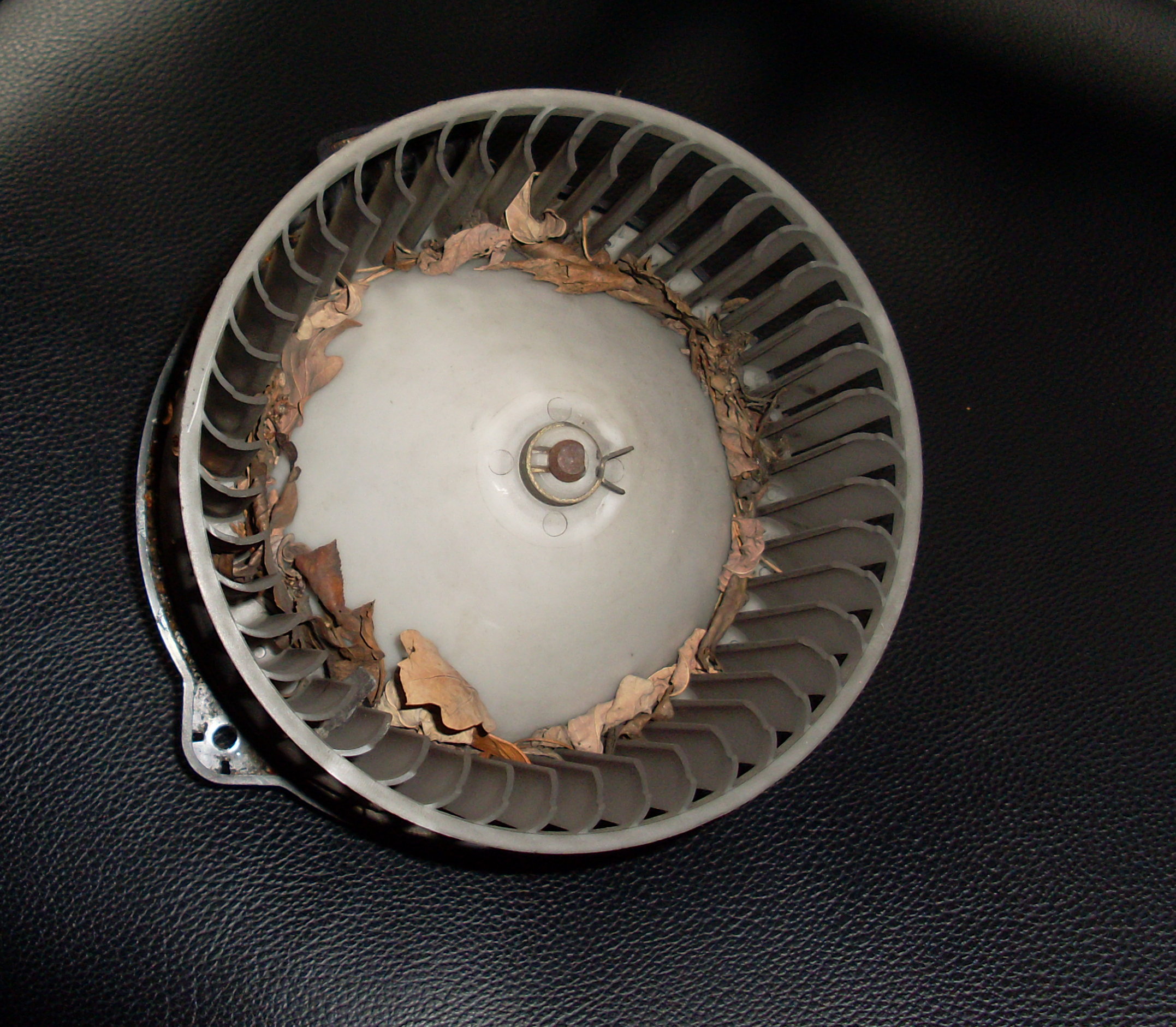 XL37345644.jpg