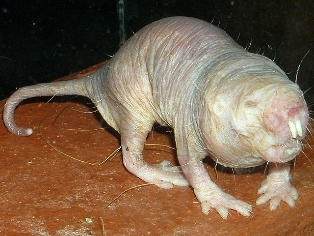 nacktmull.jpg