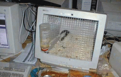 PC animal.GIF