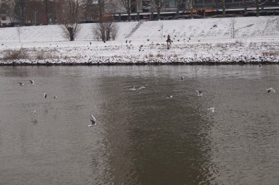 DSC00410.JPG