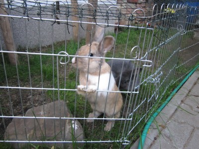 Zwergkaninchen 11,12 008.JPG