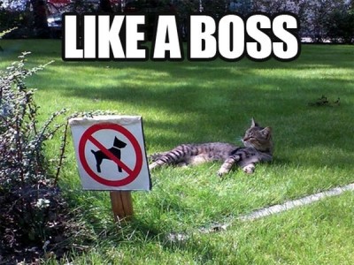 funny-pictures-humor-like-a-boss-cat-grass.jpg