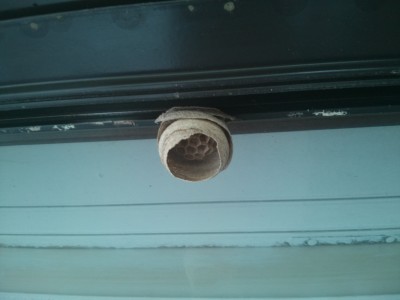 IMG_20130519_161243.jpg