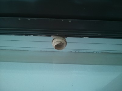 IMG_20130519_161252.jpg