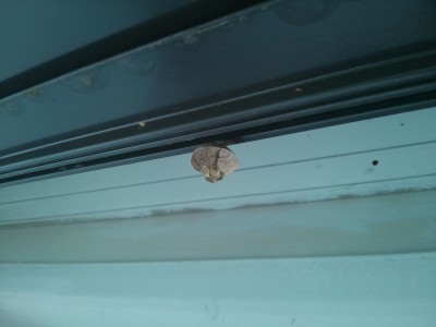 IMG_20130519_161310.jpg