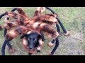 Die Mutanten-Spinne - so erschreckt man die Leute richtig