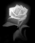 White Rose (1).jpg