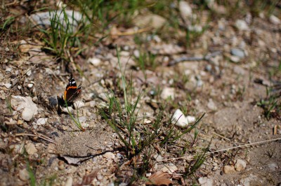 DSC_0943.JPG