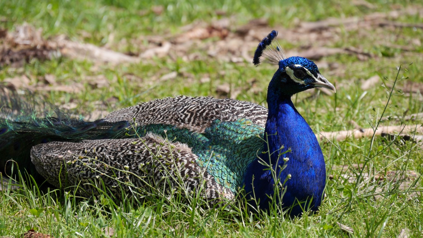 P1030453 (Medium).JPG