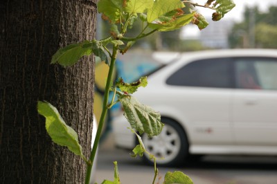 DSC_0169.JPG