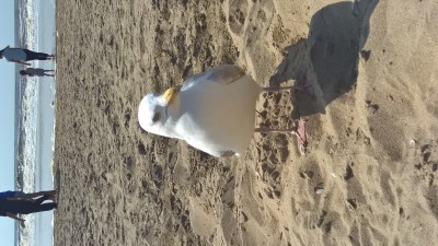 WP_20160619_16_18_26_Pro.jpg